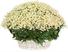 Цветочная композиция из Ромашки в корзине #REPLACE_PRED# Пензе